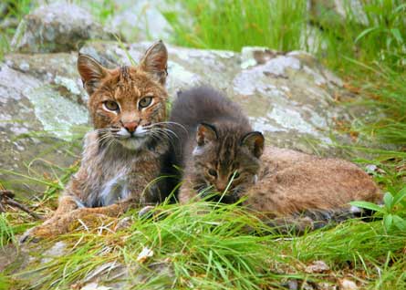 BobcatKitten JimmyHolland 445 29121 BobcatKitten_JimmyHolland_445