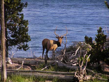 BullElk BradMeyer 445 29119 BullElk_BradMeyer_445