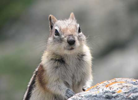 Chipmunk ToddHoltz 445 29116 Chipmunk_ ToddHoltz_445