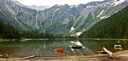 Deer TomGearheart 445 29127 Deer_TomGearheart_445