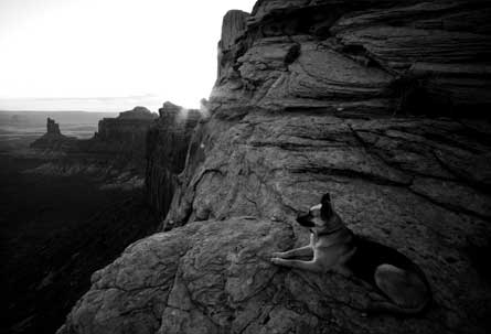 Dog KyleMurphy 445 29138 dog_ KyleMurphy_445
