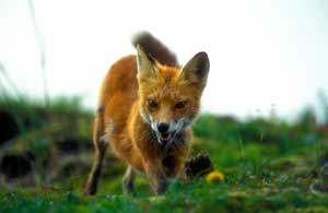 Fox_MichaelFunke_445