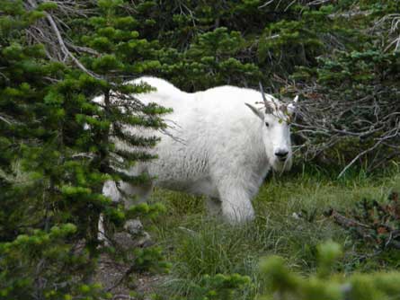 Goat JustinCase 445 29133 Goat_JustinCase_445