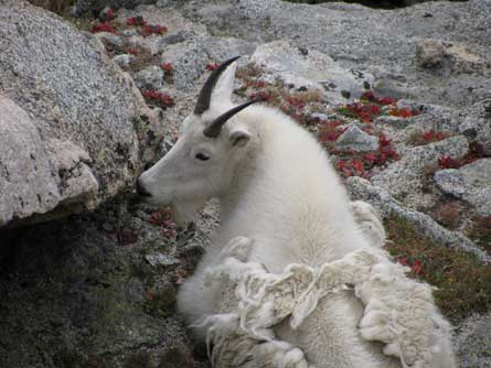 Goat PatrickMendoza 445 29117 Goat_PatrickMendoza_445