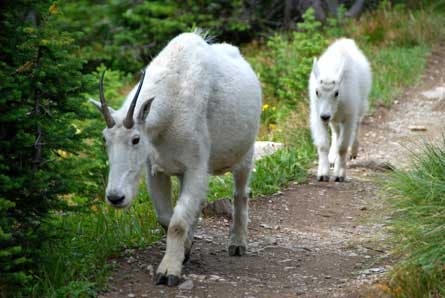 Goats JackieKajdzik 445 29120 Goats_JackieKajdzik_445