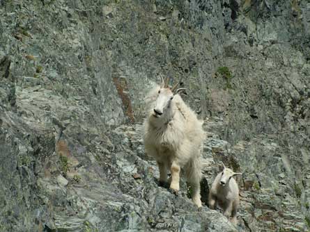 Goats KenWorstell 445 29131 Goats_KenWorstell_445