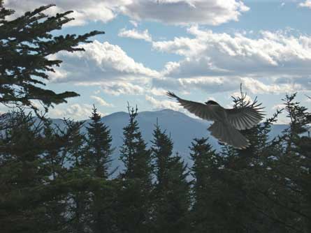 GreyJay EdwardMontagna 445 29112 GreyJay_EdwardMontagna_445