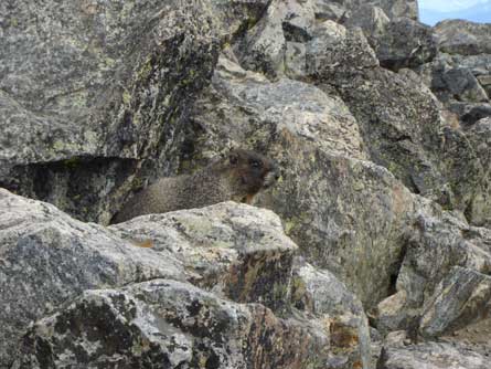 Marmot ChrisHood 445 29111 Marmot_ChrisHood_445