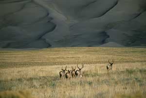 MuleDear_SteveMarcantonio_445