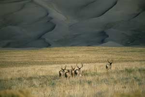 MuleDear SteveMarcantonio 445 29134 MuleDear_SteveMarcantonio_445