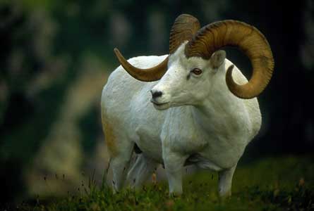 Ram MichaelFunke 445 29128 Ram_MichaelFunke_445