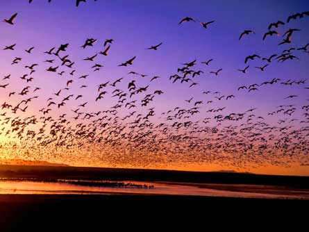 SnowGeese DavidKuhn 445 29126 SnowGeese_DavidKuhn_445