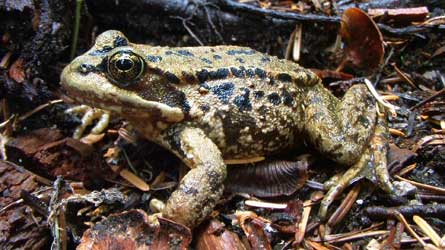 Toad NeilBennett 445 29130 Toad_NeilBennett_445