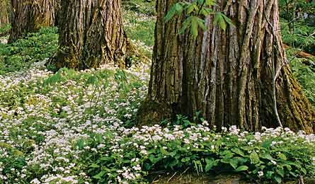 BP0511 Extremes GreatSmokeyMtns RezendesOFTN67 445x260 29844 White Fringed Phacelia in the Smokies (Paul Rezendes)
