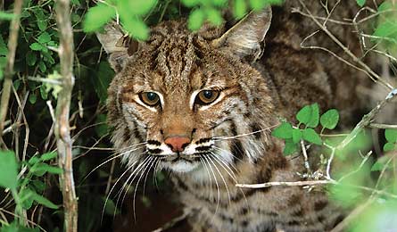 BP0511 RipGo Bobcat 445x260