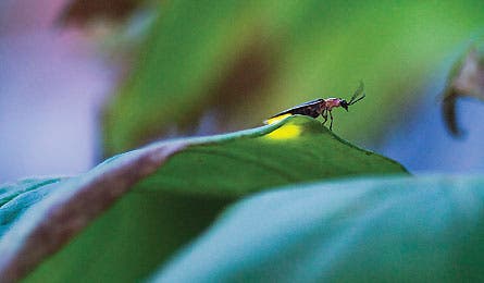 BP0611NP_skills_Lieder_Firefly_2007093_445x260