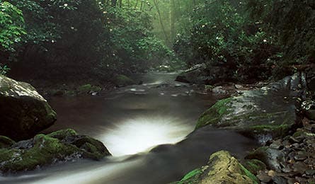 BP0611NP_SMOKEY_BJS-20070107-007_445x260