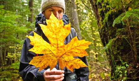 A maple leaf on Big Beaver Trail (Kim Phillips)