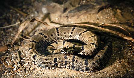 Desert snake (istock)