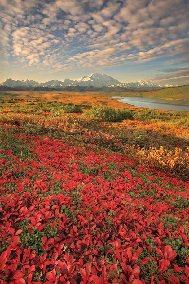 37363-BP0611NP_McNeal_Denali_610x915 None