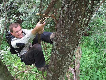 Bear Grylls Tree, 445 30248 Craghoppers bear grylls survivor trousers 445