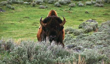 BP0611NP 0805 Yellowstone-133 445x260 30356 BP0611NP_0805_Yellowstone-133_445x260