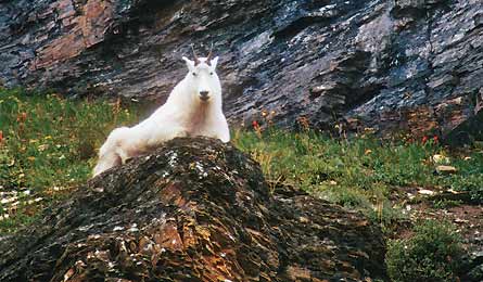 BP0611NP Glacier BLACKLEY.MT.GLACIER 30327 BP0611NP_Glacier_BLACKLEY.MT.GLACIER