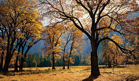 BP0611NP Yosemite 00120168 445x260 30360 BP0611NP_yosemite_00120168_445x260