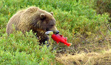 Contest JavierMartinezGrizzly Salmon-445x260.jpg 30123 grizzly bear