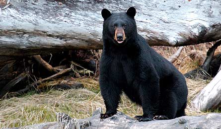 How to Survive a Black Bear Attack