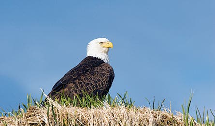 June 2011 Skills Bald Eagle 445x260