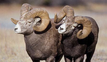 June 2011 Skills Bighorn 445x260