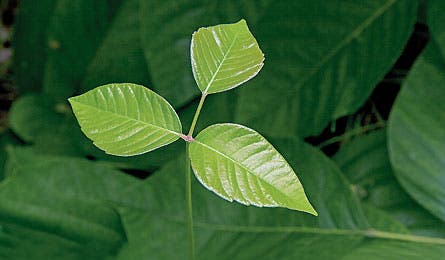 June 2011 Skills Poisin Ivy 445x260 30377 June 2011 Skills Poisin Ivy 445x260