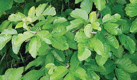 June 2011 Skills Poisin Oak 445x260