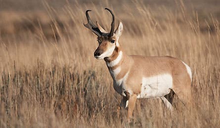 pronghorn antelope 445