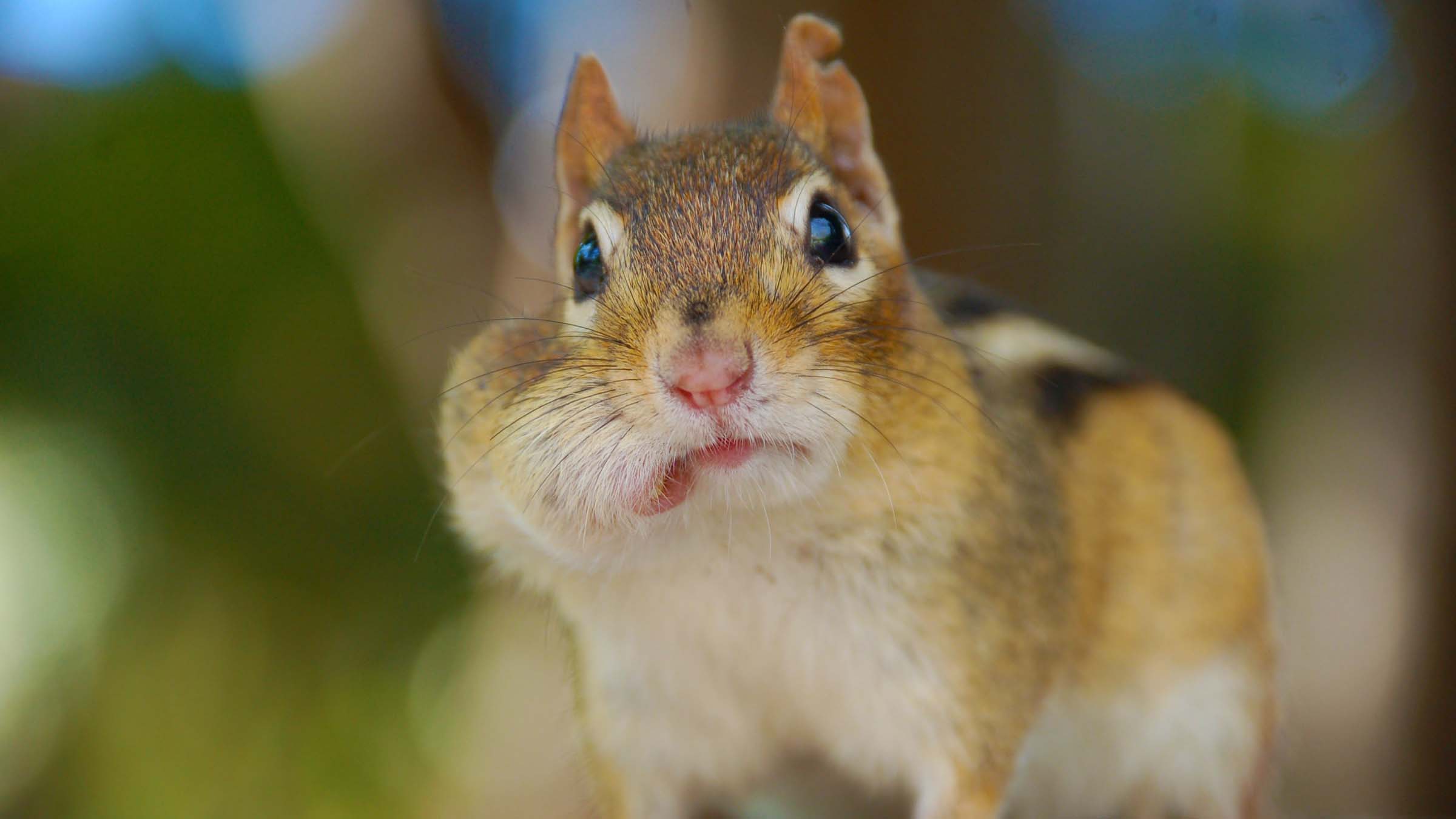 chipmunk