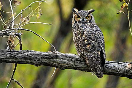 Owl 445x296 30619 Owl_445x296