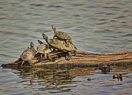 Turtles_445x321