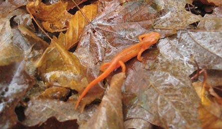 BP0911DEST_ADK_Dixon_salamander5897_bjk445x260