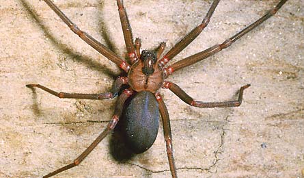 Brown recluse (S. Camazine/K. Visscher)