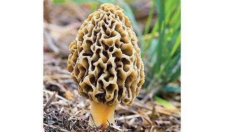Morel (Photo by Michael P. Gadomski)