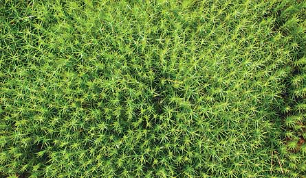 IStock Luminousmoss 445x260 30759 Luminous moss (Photo by iStock)