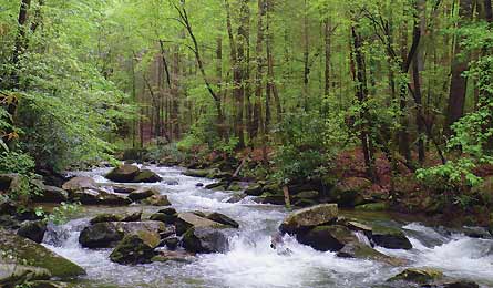 Toxaway Creek (Photo by Peter Rives)