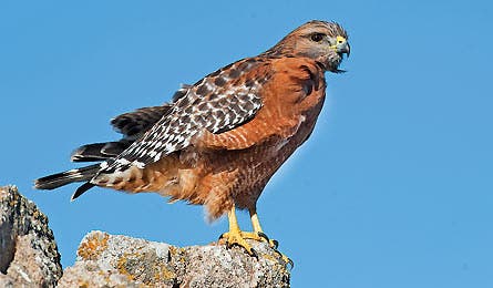 RobBirdMan Hawk 445x260 30788 Hawk (Photo by Rob Curtis)