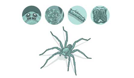 Spider 445x260 30853 Spider anatomy (Illustration by Supercorn)