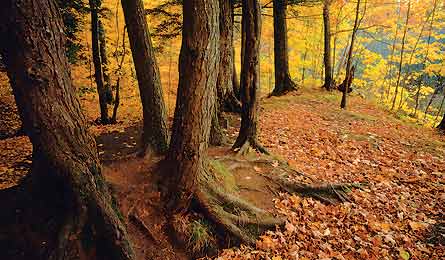 Old-growth hemlocks (Photo by Eric Wunrow)