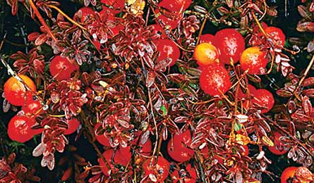 "Cranberry glades (Photo by Paul Rezendes)"