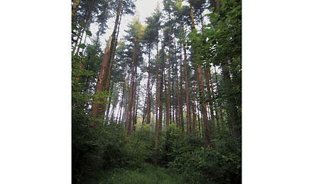 BP1111DESTRipMid Peck Hoosier 0783-445x260 31576 BP1111DESTRipMid_Peck_Hoosier_0783-445x260