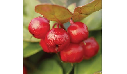 BP1111DESTRipSE Age Wintergreen-GWG-LE384-445x260 31588 BP1111DESTRipSE_age_Wintergreen-GWG-LE384-445x260