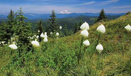 BP1111DESTRipW_CherylHill_0072-445x260